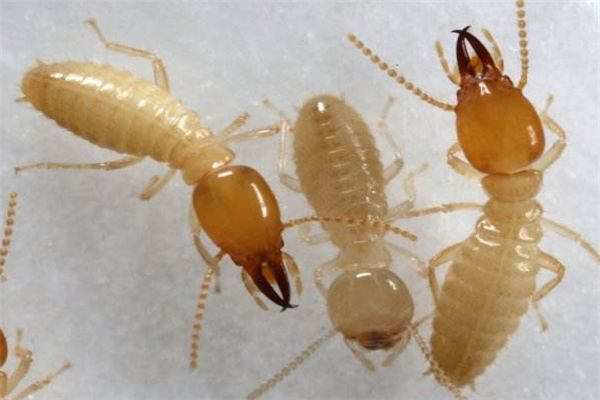 白蚁能彻底灭干净吗？