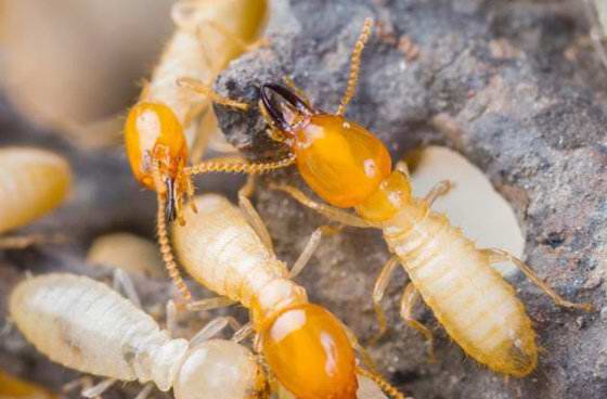 家中发现白蚁，究竟自己花钱处理还是物业掏钱处理呢？