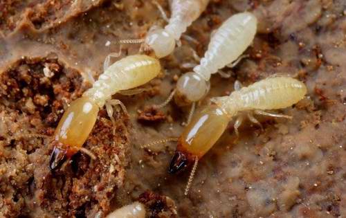 白蚁在我们生活中有哪些影响