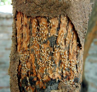 “被白蚁吃过的树”工程案例